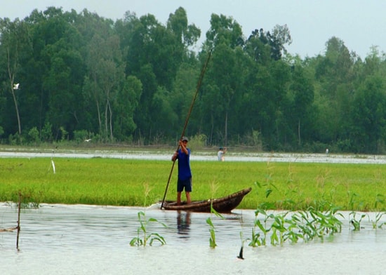 Lúa bị ngập úng ở xã Tam Thăng và phường An Phú (TP.Tam Kỳ) trong đợt mưa lớn kéo dài cuối tháng 3 vừa qua. Ảnh: X.T