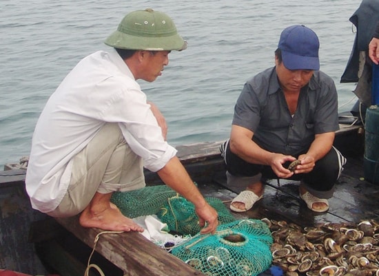 Cần quản lý khai thác hợp lý bào ngư Cù Lao Chàm để không làm cạn kiệt loài hải sản có giá trị này. Ảnh: Đ.H