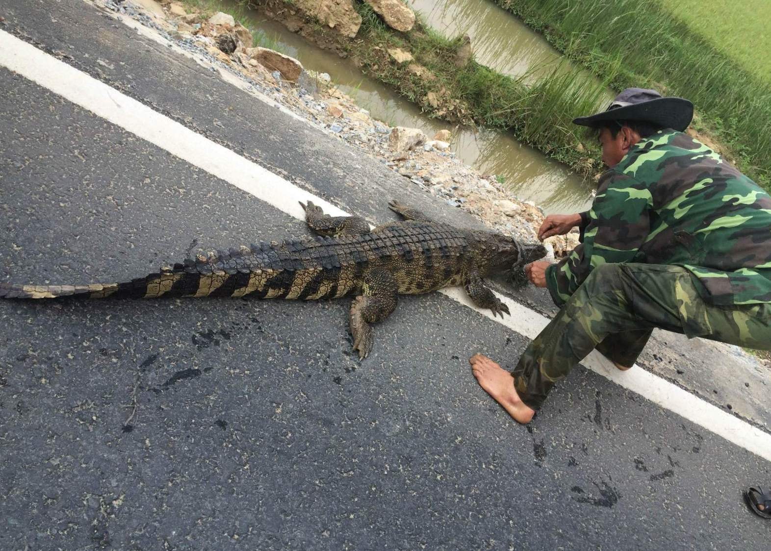 Con cá sấu được ông Lê Ngọc Vân ( trú tại thôn An  Thọ, xã Tam An, Phú Ninh) bắt được ngay bên Quốc lộ 1.