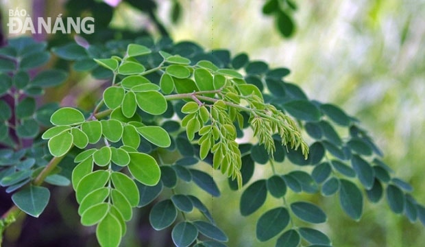 Chùm ngây – Moringa oleifera. Ảnh: P.L