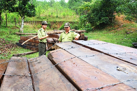 Cán bộ kiểm lâm kiểm kê số gỗ khai thác trái phép tại rừng đặc dụng Bà Nà - Núi Chúa. Ảnh: H.P