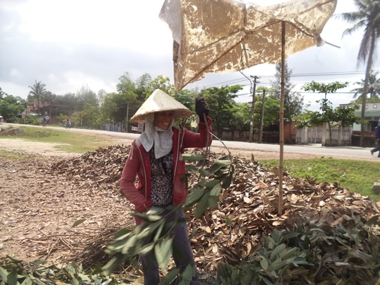 Nhiều phụ nữ có thêm thu nhập từ công việc rọc lá quế.          Ảnh: NG.ANH