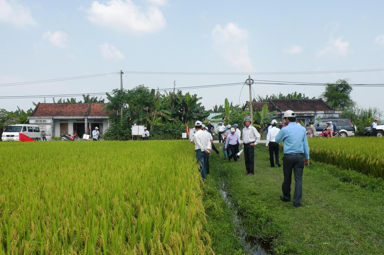 Tham quan mô hình khảo nghiệm giống lúa Thiên ưu 8 tại xã Bình Quý (Thăng Bình) chiều 14.4