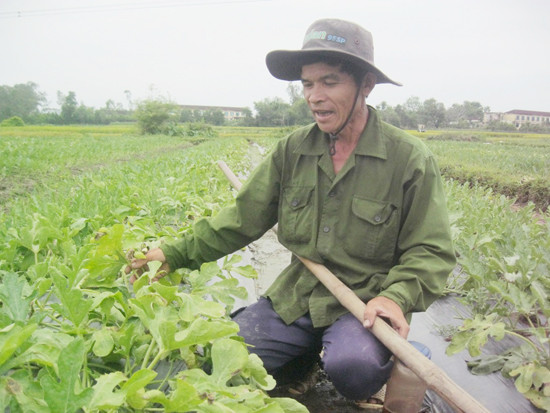 Ông Trương Văn Ngôn (thôn Cẩm Khê, Tam Phước) bên ruộng dưa bị vàng lá, héo ngọn do tác động của đợt mưa cuối tháng 3 vừa qua. Ảnh: VĂN HÀO