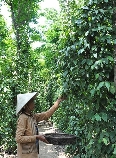 Cây tiêu đang là một trong những thế mạnh phát triển kinh tế tại thôn Lâm Môn, xã Tam Vinh (Phú Ninh). Ảnh: TAM THĂNG