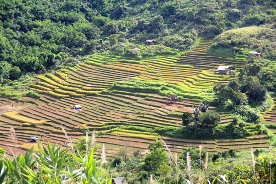 Đồng bào vùng cao Nam Giang phát triển trồng ruộng lúa nước. Ảnh: ALĂNG NGƯỚC