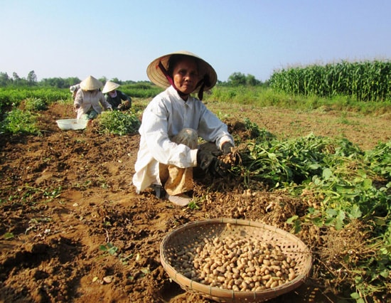 Nông dân phấn khởi vì đậu phụng trúng mùa.