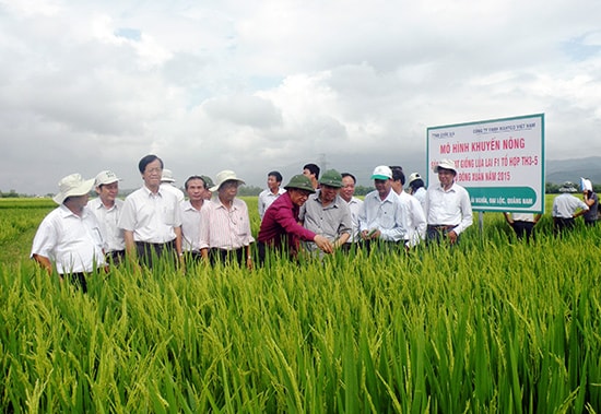 Các đại biểu tham quan mô hình sản xuất hạt giống lúa lai F1 tại huyện Đại Lộc vào ngày 25.4.