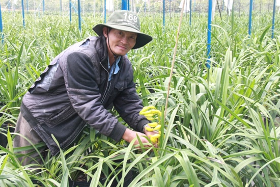 Việc đầu tư trồng hoa địa lan trong nhà kính giúp gia đình ông Lê Thanh Hùng làm giàu trên vùng đất mới. Ảnh: PHONG VÂN