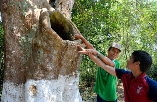 Ông Bạn chỉ cho khách xem thân cây cốc hàng trăm năm tuổi.  Ảnh: XUÂN KHÁNH