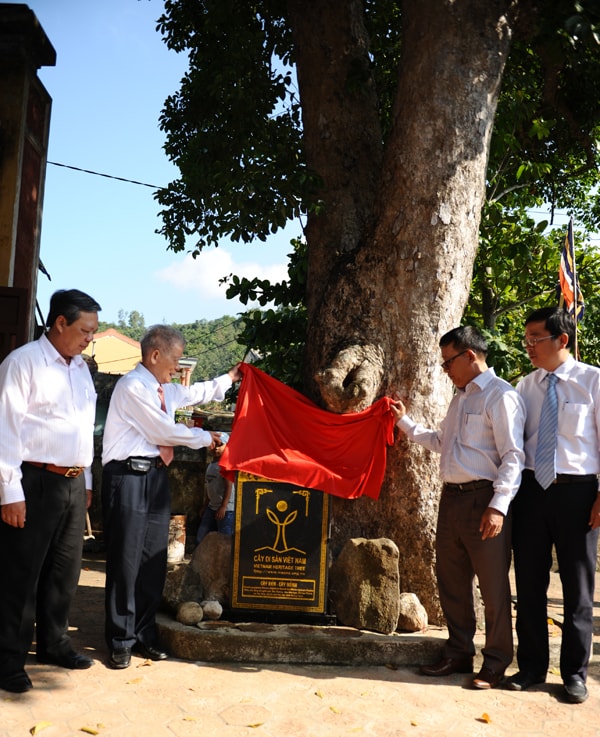 Đại diện Hội Bảo vệ Thiên nhiên và Môi trường Việt Nam và lãnh đạo TP.Hội An gắn biển công nhận cây kén và cây Nánh là cây di sản tại đình tổ yến. Ảnh Minh Hải