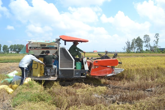 Thu hoạch lúa đông xuân bằng máy gặt đập liên hợp. Ảnh: N.Q.V
