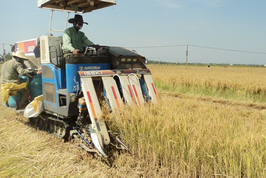  Hầu hết diện tích lúa ở Điện Bàn đều được thu hoạch bằng máy móc. Ảnh: PHẠM LỘC