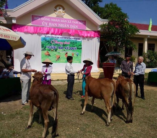 Trao bò giống cho người dân Phú Ninh. 