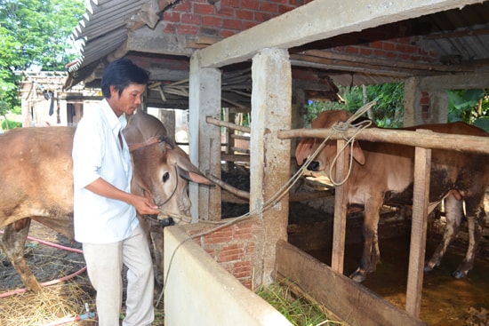 Ông Triệu Tấn Hoàng bên mô hình chăn nuôi của gia đình. Ảnh: N.Q.V