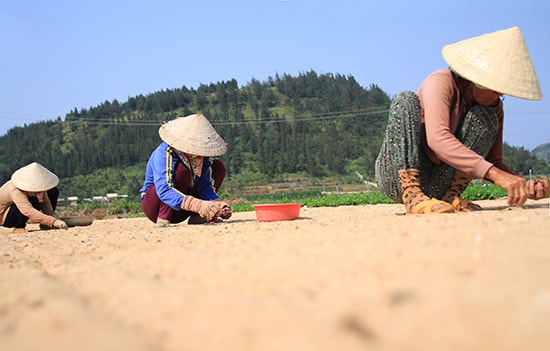 Vụ mùa mới trên cánh đồng tỏi.