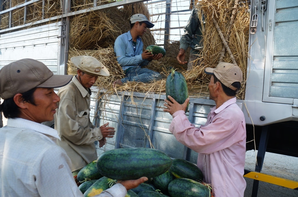 Nông dân Phú Ninh đang gặp khó tìm đầu ra cho dưa. Ảnh: VĂN HÀO