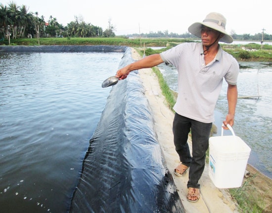 Thu hoạch lứa đầu với diện tích 1.700m2 mặt nước, ông Huỳnh Văn Quân ở xã Duy Vinh lãi hơn 100 triệu đồng. Ảnh: THÀNH LINH