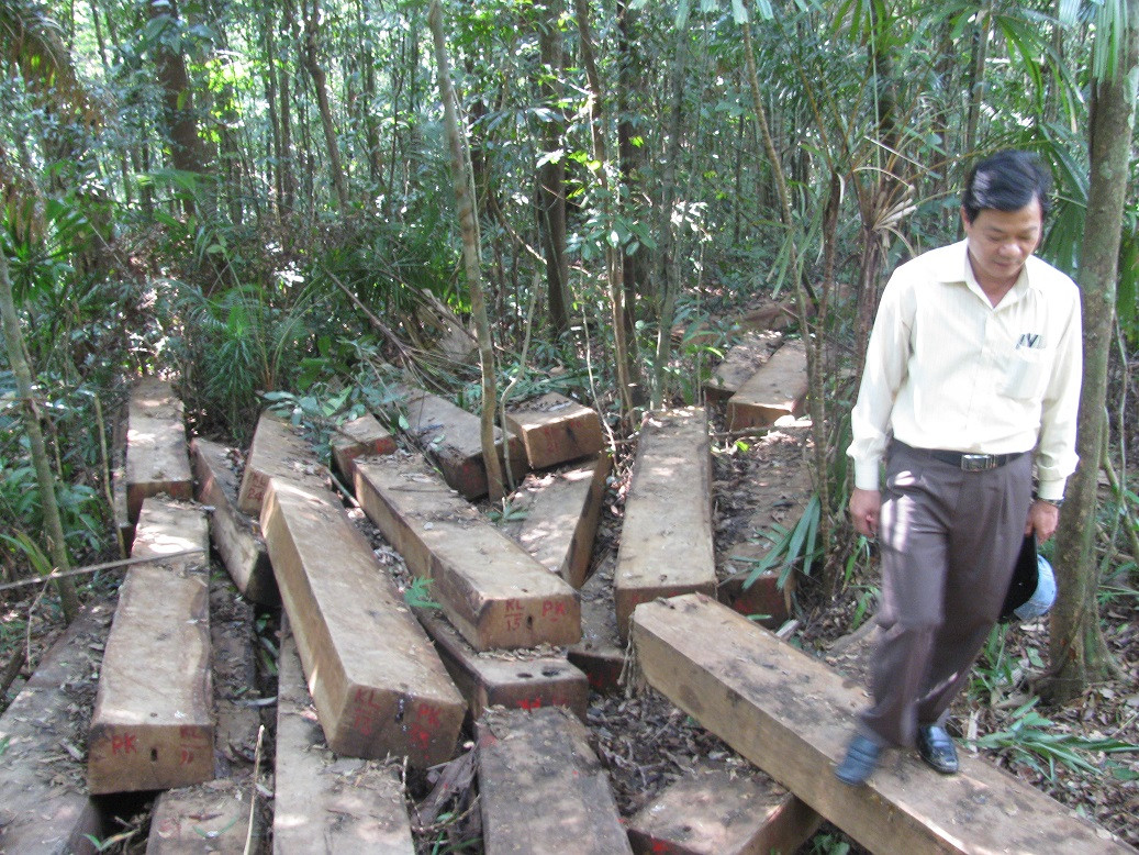 Một phần số gỗ trong vụ án phá rừng Bà Nà - Núi Chúa bị kiểm lâm thu giữ
