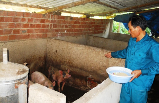 Việc sử dụng hầm biogas trong chăn nuôi heo của gia đình anh Lê Quốc Hùng vừa đảm bảo được vệ sinh môi trường, vừa giảm chi phí mua khí đốt. Ảnh: T.S