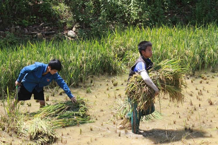 Hai anh em Alăng Thiên và Alăng Nhíu tranh thủ ngày nghỉ hè giúp mẹ gặt lúa.