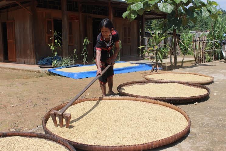 Mế Bhơnướch Thị Gióp bên nong lúa vàng óng, không lo cái bụng đói khi mưa bão về.