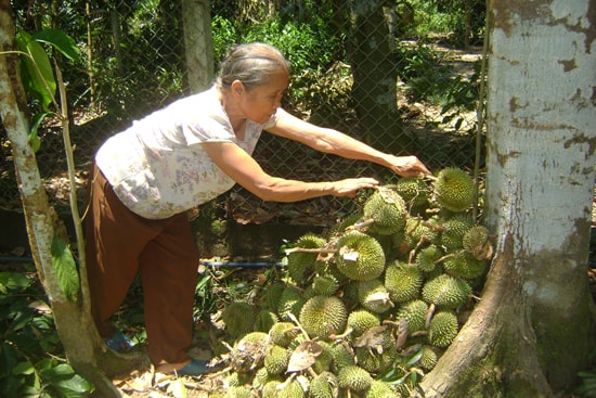 Sầu riêng gần đến ngày thu hoạch bị lốc xoáy gây hư hại.Ảnh: TÂM LÊ