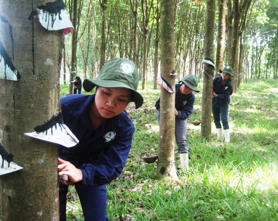 Khai thác mủ cao su đại điền tại xã Quế Bình. Ảnh: NGUYỄN SỰ