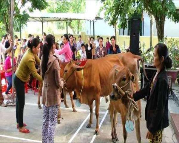 Trao tặng bò giống cho phụ nữ nghèo. Ảnh: Bích Liễu