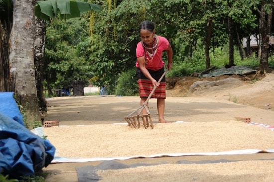 Lúa nước ở đây phát triển rất tốt, giúp người dân có cái ăn đầy đủ. Ảnh: TUỆ LÂM