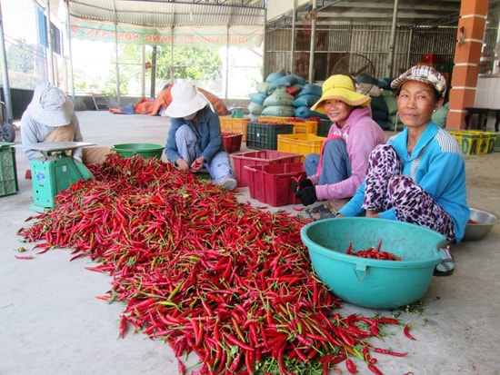 Khi không còn liên kết với doanh nghiệp, sản phẩm ớt của nông dân vùng Gò Nổi hết sức bấp bênh về đầu ra.