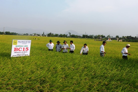 Trước nhu cầu của nhiều doanh nghiệp, thời gian tới các địa phương sẽ mở rộng thêm 2-3 nghìn héc ta đất chuyên sản xuất giống lúa.  Ảnh: V.SỰ