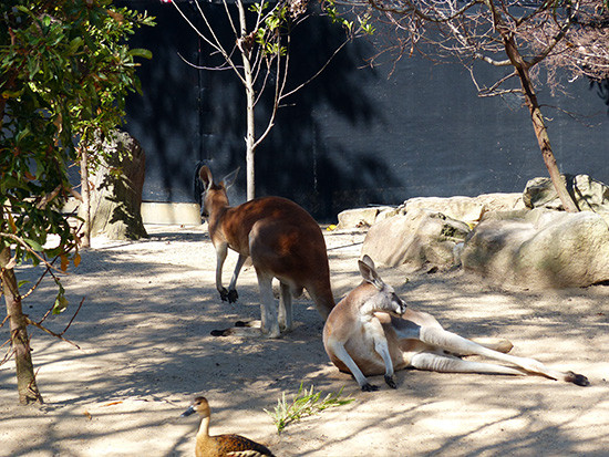 Chỉ nước Úc mới có Kangaroo (tức chuột túi).