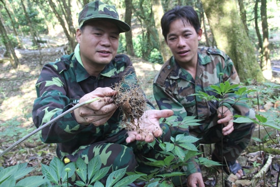 Sâm Ngọc Linh cho lợi nhuận kinh tế rất cao. Ảnh: T.HUYNH