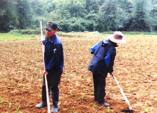 Nguồn nước tưới chỉ đảm bảo cho cây lúa ở huyện Phước Sơn, còn nhiều diện tích cây rau màu phải trông chờ vào nước trời. Ảnh: B.LIÊN