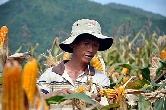 Người dân xã Quế Trung (Nông Sơn) thu hoạch bắp lai chịu hạn trên diện tích trồng thử nghiệm. Ảnh: VINH ANH