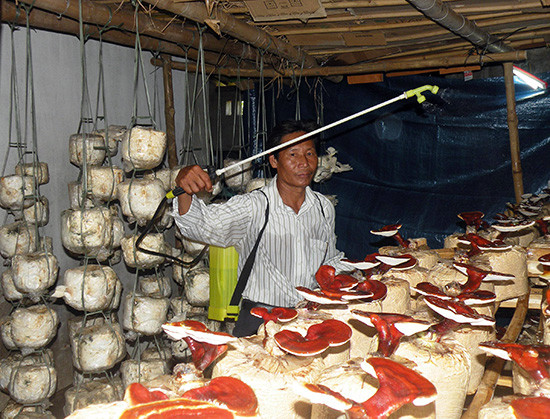 Nhờ được hướng dẫn kỹ thuật, nhiều hộ dân có nguồn thu nhập khá từ mô hình trồng nấm. 