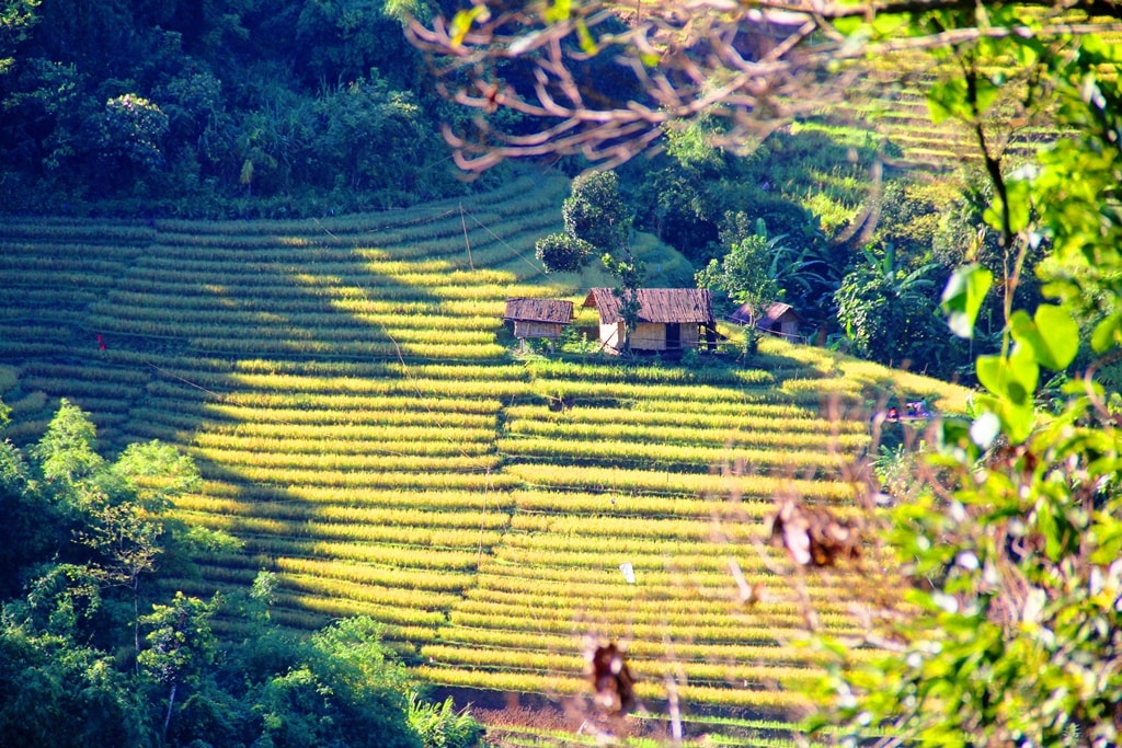 Mùa vàng ruộng lúa bậc thang của đồng bào Xê Đăng ở Nam Trà My.