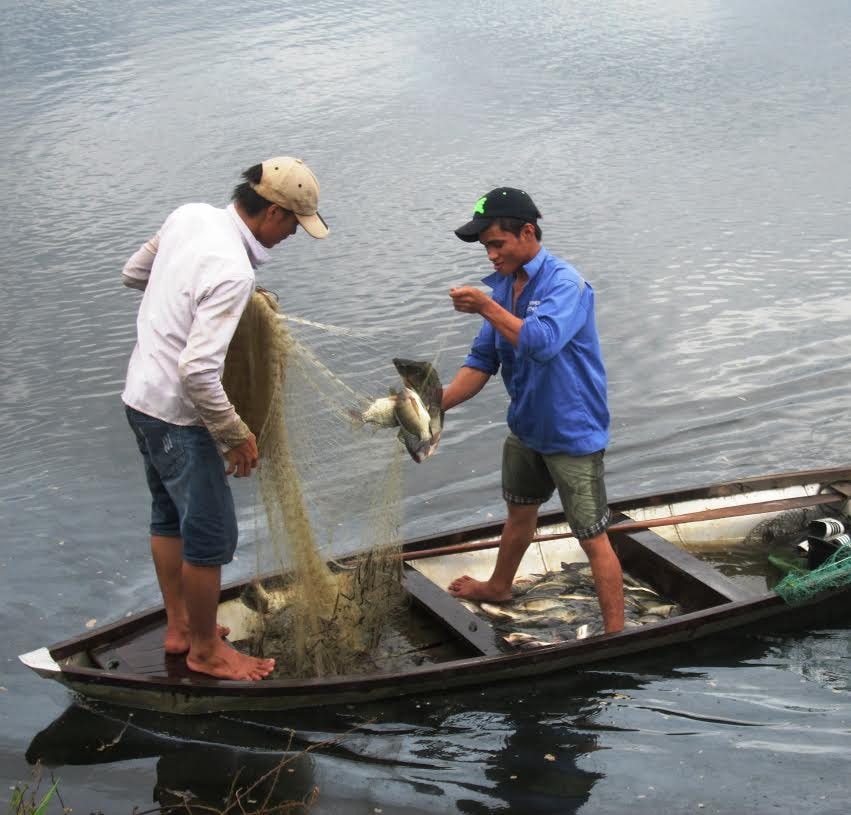 Cá nổi lên mặt nước, người dân bắt rất dễ dàng.