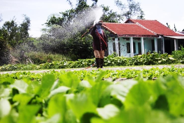 Người dân làng rau Mỹ Hưng, xã Bình Triều, huyện Thăng Bình không mặn mà với trồng rau VietGAP.