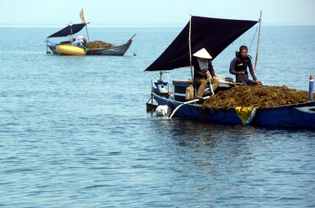 Vùng biển rong mơ phát triển thường cách bờ khoảng 2 hải lý. 80 chiếc thuyền hành nghề ở đây mỗi ngày có thể vớt được hàng chục tấn rong, kiếm cả trăm triệu đồng