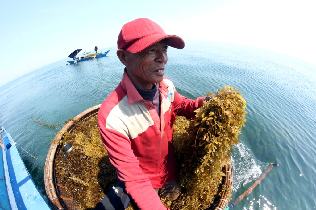 Ngư dân Trần Minh Việt (60 tuổi, xã Tam Hải), trước đây hành nghề đánh cá gần bờ. Khoảng 1 tháng nay ông cùng con trai Trần Minh Trang (32 tuổi) chỉ ra biển để hái rong mơ làm thu nhập chính. Lao động từ 7h sáng đến 12h trưa, ngày nhiều nhất cha con ông vớt được khoảng 3 tạ rong, trừ chi phí xăng dầu kiếm được hơn 2 triệu đồng