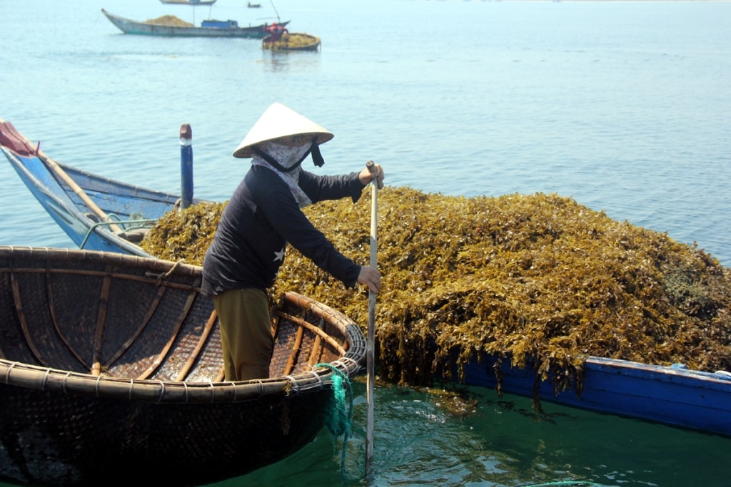 Sau khi chất đầy ghe, ngư dân lại hối hả chạy vào bờ để tranh thủ trưa nắng phơi khô rong mơ rồi chờ thương lái đến muaTheo người dân địa phương, trước đây thi thoảng họ đi hái rong mơ về nấu nước uống. Khoảng vài năm trở lại đây, các thương lái đến thu mua với giá cao nên người dân mới đổ xô ra biển để hái