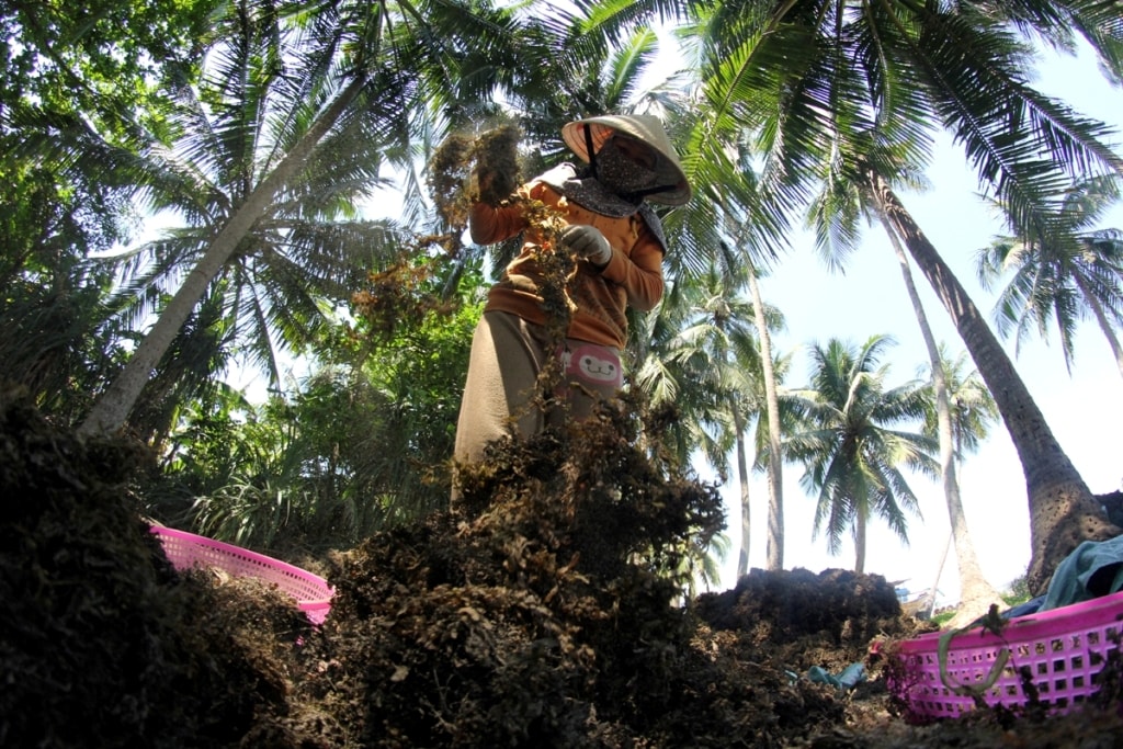 Sau khi phơi khô, các thương lái đến tận bãi biển để thu mua. “Họ nói là mua để bán sang Trung Quốc làm thức ăn cho hải sâm và làm nước uống”, một số ngư dân cho hay