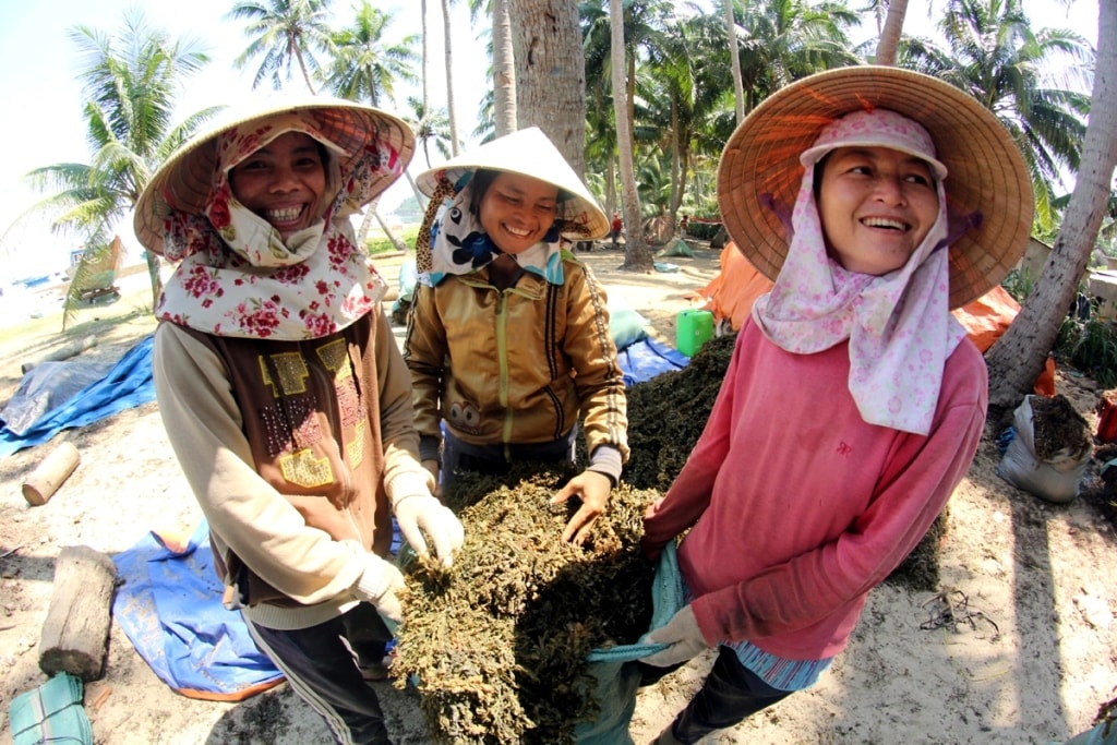 Những phụ nữ không có thuyền đi biển cũng kiếm được thu nhập nhờ việc làm sạch rong mơ. Các thương lái sau khi thu mua sẽ thuê những phụ nữ địa phương với tiền công 120.000 đồng mỗi ngày để phân loại và rũ bỏ đất bám vào rong rồi đóng gói