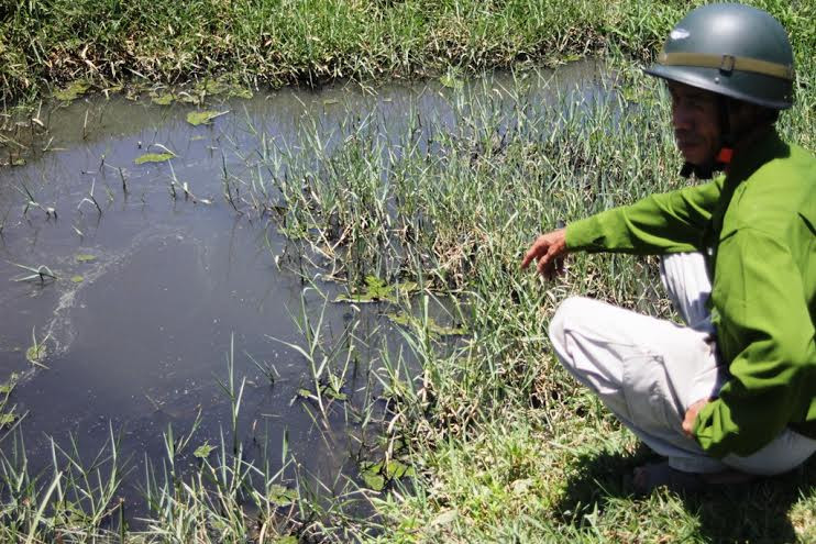  Ông Lê Văn Thêm - thôn Phú Quý, xã Đại Hiệp nói về nguồn nước bị ô nhiễm khiến lúa mất trắng.