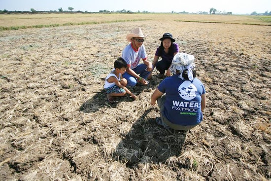 Khô hạn đang “đốt cháy” nhiều cánh đồng lúa tại Thái Lan. ảnh: Greenpeace