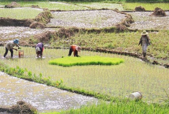 Tập trung phát triển sản xuất, nâng cao thu nhập của người dân là giải pháp giúp miền núi giảm nghèo bền vững. Ảnh: H.G