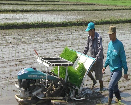 Sử dụng máy cấy để nâng cao năng suất lao động lên gấp 20 lần so với cấy lúa bằng tay. Ảnh: T.T