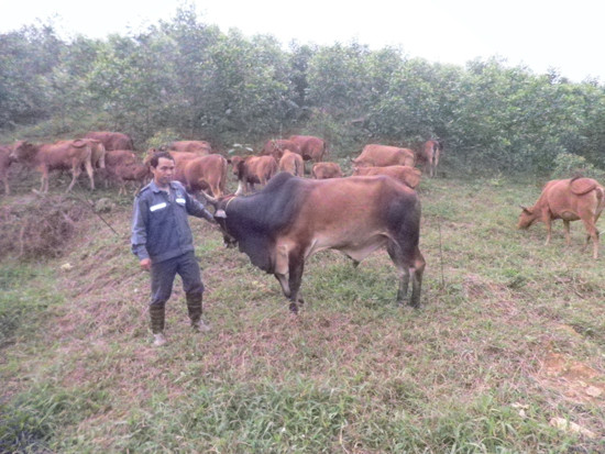 Mô hình vỗ béo bò thịt có chuồng trại đem lại hiệu quả kinh tế cao cho đồng bào miền núi Phước Sơn. Ảnh: H.Y